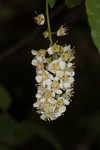 Chokecherry